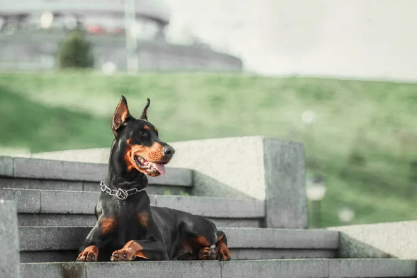 Doberman Hund Utomhus Hund Promenad Sommaren Hund Parken — Stockfoto