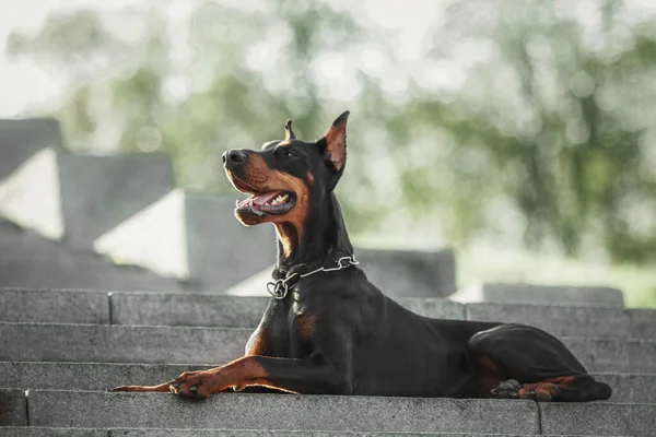 Doberman Pies Świeżym Powietrzu Pies Spacerze Latem Pies Parku — Zdjęcie stockowe