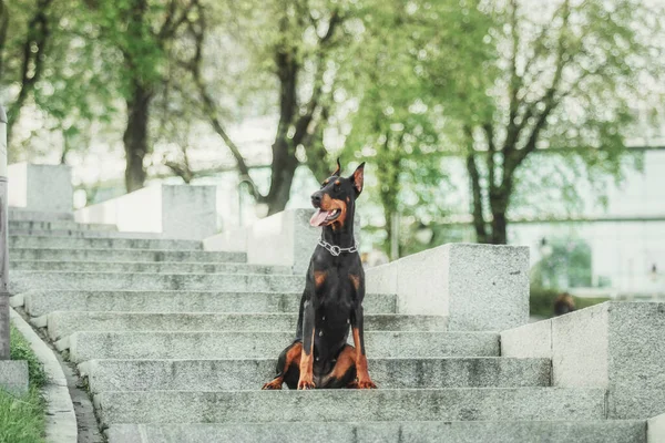 Σκύλος Ντόμπερμαν Είναι Έξω Σκυλί Βόλτα Καλοκαίρι Σκύλος Στο Πάρκο — Φωτογραφία Αρχείου