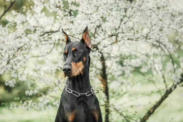 Doberman Dog Background Blooming Trees Dog Park Spring Season — ストック写真