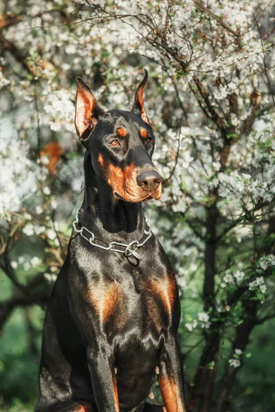Σκύλος Ντόμπερμαν Στο Φόντο Των Ανθισμένων Δέντρων Σκύλος Στο Πάρκο — Φωτογραφία Αρχείου