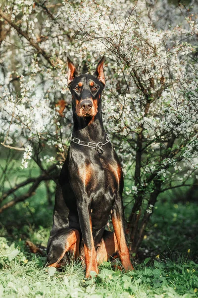 Anjing Doberman Latar Belakang Pohon Yang Sedang Mekar Anjing Taman — Stok Foto