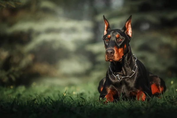 Doberman Köpeği Dışarıda Yazın Yürüyüşe Çıkan Bir Köpek Parktaki Köpek — Stok fotoğraf