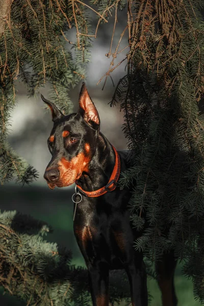 Dobermanský Pes Venku Pes Procházce Létě Pes Parku — Stock fotografie