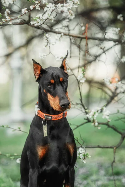 Σκύλος Ντόμπερμαν Στο Φόντο Των Ανθισμένων Δέντρων Σκύλος Στο Πάρκο — Φωτογραφία Αρχείου