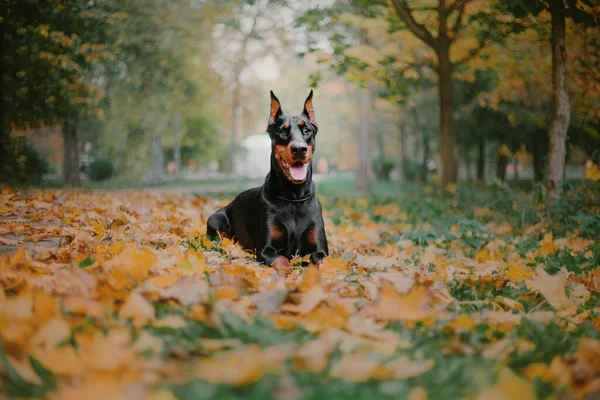 Powerful Doberman Dog Autumnal Background Leaves Gold Rust Surrounding Exuding — стоковое фото