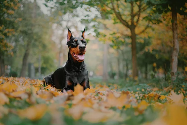 Ισχυρό Σκυλί Doberman Φθινοπωρινό Φόντο Φύλλα Χρυσού Και Σκουριάς Γύρω — Φωτογραφία Αρχείου
