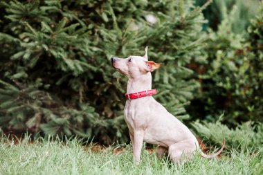 Amerikan Kılsız Teriyer köpeği parkta yürüyüşe çıktı.