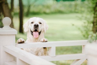 Parktaki Golden Retriever köpeği. Köpek gülümsemesi. Şirin tüylü evcil hayvan. Şirin köpek ve iyi bir arkadaş. Metni kopyalamak için boş alan.