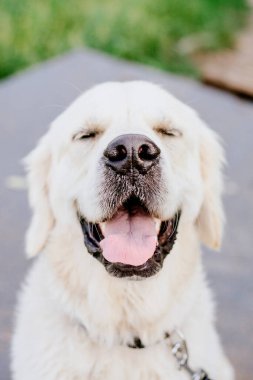 Golden Retriever dog at the park. Dog smilimg. Cute furry pet outdoor.  Cute dog and good friend. Free space to copy text.