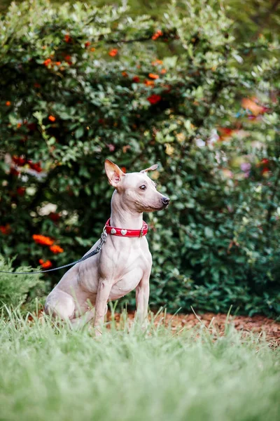 Американская Собака Терьер Волос Прогулки Парке — стоковое фото