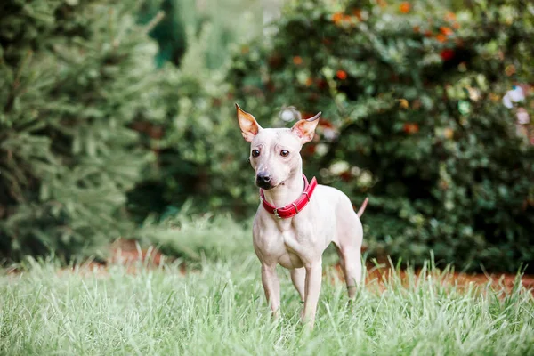 Amerikai Szőrtelen Terrier Kutya Sétálni Parkban — Stock Fotó