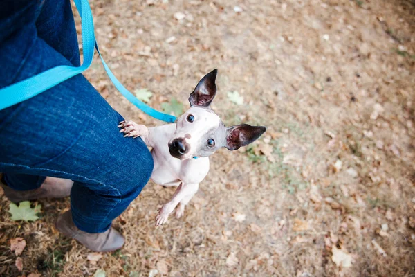 American Hairless Terrier Hond Voor Een Wandeling Het Park — Stockfoto