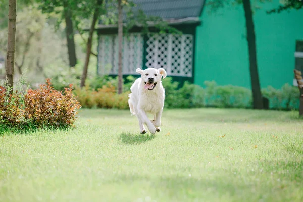 Golden Retriever Hund Park Hund Lächelt Niedliches Pelziges Haustier Freien — Stockfoto