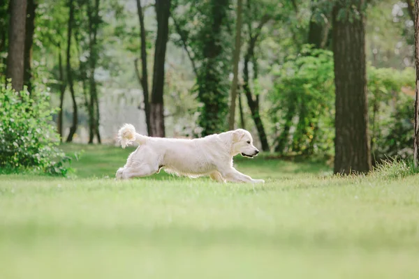 Golden Retriever Dog Park Dog Smilimg Cute Furry Pet Outdoor — Fotografia de Stock
