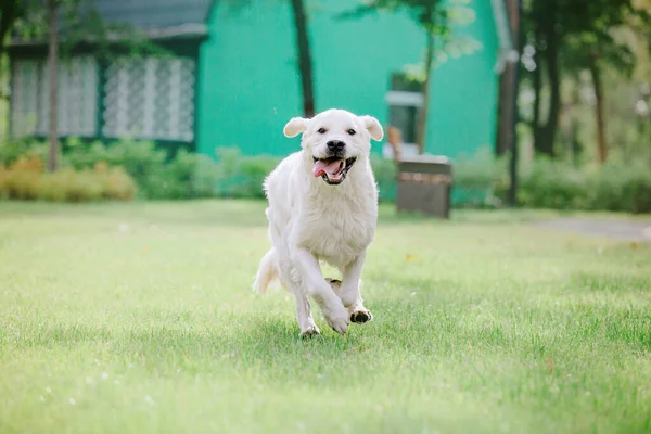 Golden Retriever Dog Park Dog Smilimg Cute Furry Pet Outdoor — Stok fotoğraf