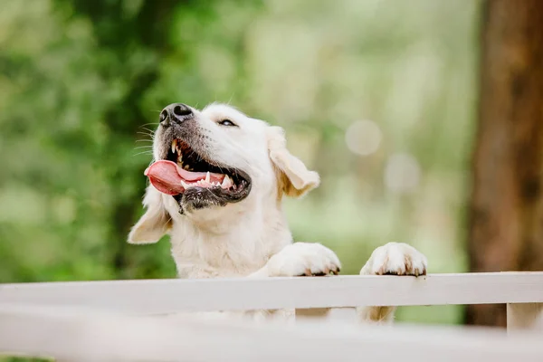 公園でゴールデンレトリバー犬 犬の笑顔 かわいい毛皮のペットの屋外 かわいい犬と良い友人 テキストをコピーするためのフリースペース — ストック写真
