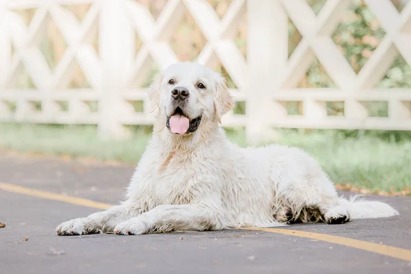 公園でゴールデンレトリバー犬 犬の笑顔 かわいい毛皮のペットの屋外 かわいい犬と良い友人 テキストをコピーするためのフリースペース — ストック写真