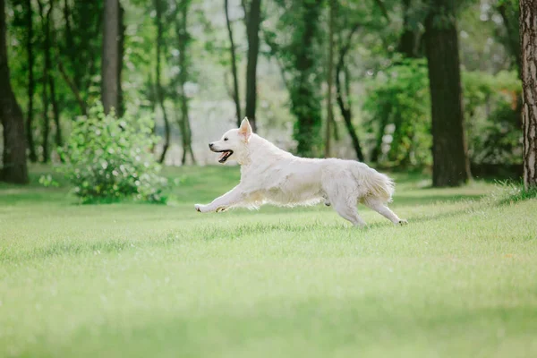 Parktaki Golden Retriever Köpeği Köpek Gülümsemesi Şirin Tüylü Evcil Hayvan — Stok fotoğraf