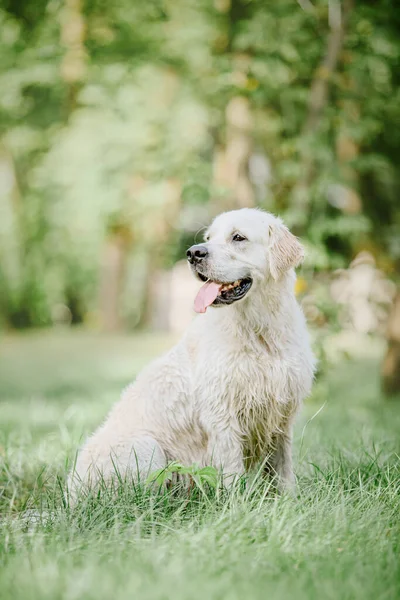 Golden Retriever Dog Park Dog Smilimg Cute Furry Pet Outdoor — ストック写真