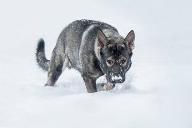 Doğu Avrupa çoban köpeği yolda. Aktif Doğu Avrupa Çoban Köpeği gezintide eğlenirken neşeli ve enerjik kişiliğini sergiliyor.