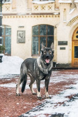 Doğu Avrupa çoban köpeği yolda. Aktif Doğu Avrupa Çoban Köpeği gezintide eğlenirken neşeli ve enerjik kişiliğini sergiliyor.