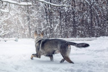 Doğu Avrupa çoban köpeği yolda. Aktif Doğu Avrupa Çoban Köpeği gezintide eğlenirken neşeli ve enerjik kişiliğini sergiliyor.