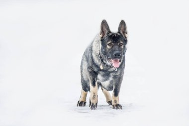 Doğu Avrupa çoban köpeği yolda. Aktif Doğu Avrupa Çoban Köpeği gezintide eğlenirken neşeli ve enerjik kişiliğini sergiliyor.