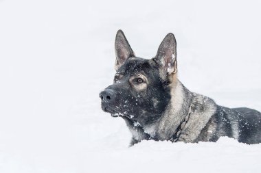 Doğu Avrupa çoban köpeği yolda. Aktif Doğu Avrupa Çoban Köpeği gezintide eğlenirken neşeli ve enerjik kişiliğini sergiliyor.