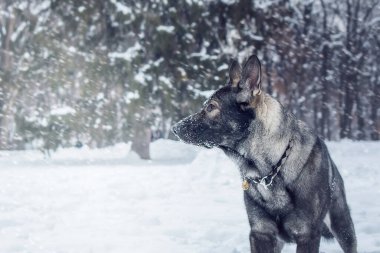 Doğu Avrupa çoban köpeği yolda. Aktif Doğu Avrupa Çoban Köpeği gezintide eğlenirken neşeli ve enerjik kişiliğini sergiliyor.