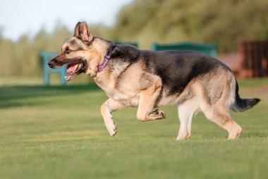 Doğu Avrupa çoban köpeği yolda. Aktif Doğu Avrupa Çoban Köpeği gezintide eğlenirken neşeli ve enerjik kişiliğini sergiliyor.