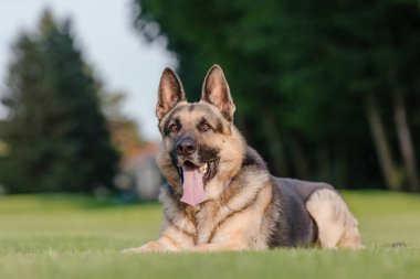 Doğu Avrupa çoban köpeği yolda. Aktif Doğu Avrupa Çoban Köpeği gezintide eğlenirken neşeli ve enerjik kişiliğini sergiliyor.