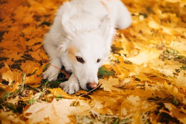 Beyaz İsviçre çoban köpeği açık hava portresi. Doğada renkli yapraklar içinde bir köpek. Akçaağaç yaprakları. Sonbahar sezonu. Sonbahar. Yürürken evcil hayvan