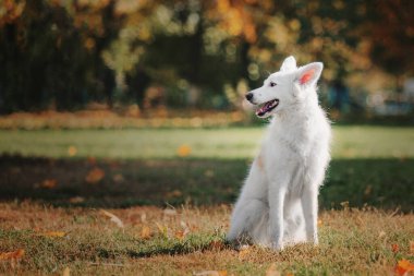 Beyaz İsviçre çoban köpeği açık hava portresi. Doğada renkli yapraklar içinde bir köpek. Akçaağaç yaprakları. Sonbahar sezonu. Sonbahar. Yürürken evcil hayvan