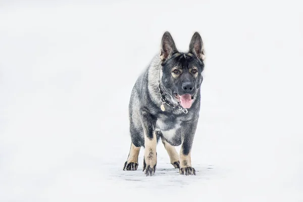 Osteuropäischer Schäferhund Unterwegs Aktiver Osteuropäischer Schäferhund Genießt Beim Spazierengehen Die — Stockfoto