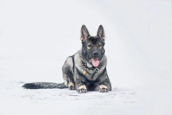 Doğu Avrupa Çoban Köpeği Yolda Aktif Doğu Avrupa Çoban Köpeği — Stok fotoğraf