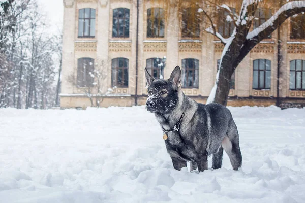 東ヨーロッパの羊飼いの犬が歩いている アクティブな東ヨーロッパの羊飼いの犬は 遊び心のある精力的な性格を紹介しながら 散歩中に屋外の遊びを楽しんでいます — ストック写真