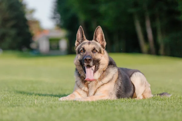 Östeuropeisk Shepherd Hund Promenad Aktiv Östeuropeisk Shepherd Hund Njuter Utomhus — Stockfoto