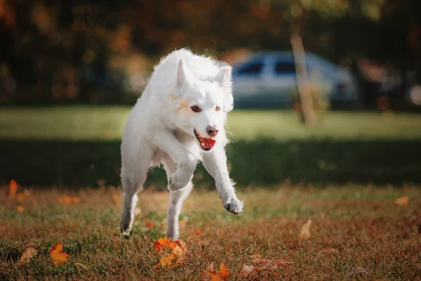 Открытый Портрет Белой Швейцарской Овчарки Собака Красочных Листьях Природы Клен — стоковое фото
