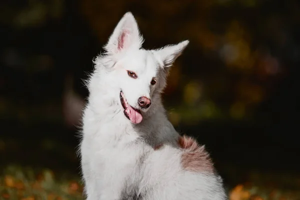 White Swiss Shepherd Dog Retrato Livre Cão Folhas Coloridas Natureza — Fotografia de Stock
