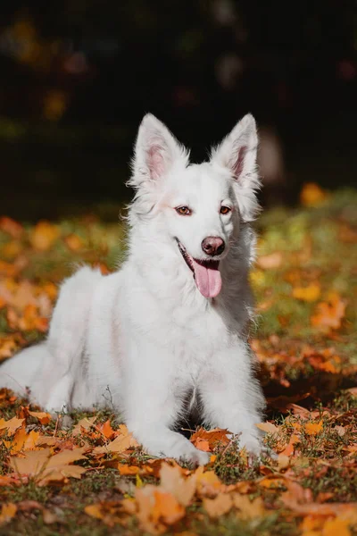 白いスイスの羊飼い犬の屋外の肖像画 自然の中でカラフルな葉の犬 メイプルの葉 散歩中のペット — ストック写真