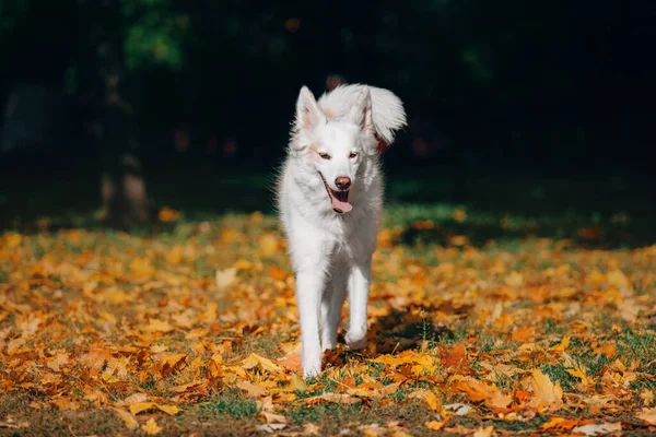 白色瑞士牧羊犬户外肖像 生活在自然界五彩斑斓的树叶中的狗 秋天的季节秋天 走起路来了 — 图库照片