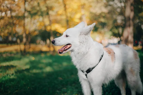 Hvid Schæferhund Udendørs Portræt Hund Farverige Blade Naturen Ahornblade Efterårssæsonen - Stock-foto