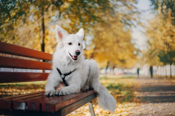 Vit Schweiziska Shepherd Dog Utomhus Porträtt Hund Färgglada Blad Naturen — Stockfoto