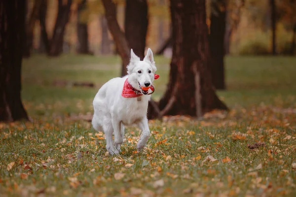 Beyaz Sviçre Çoban Köpeği Açık Hava Portresi Doğada Renkli Yapraklar — Stok fotoğraf