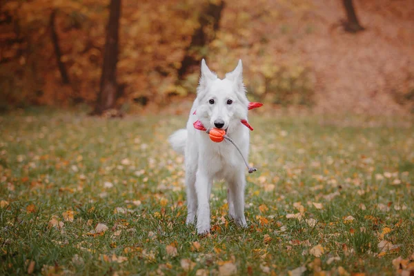 White Swiss Shepherd Dog Außenporträt Hund Bunten Blättern Der Natur — Stockfoto
