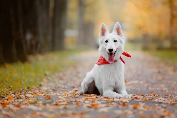 Vit Schweiziska Shepherd Dog Utomhus Porträtt Hund Färgglada Blad Naturen — Stockfoto