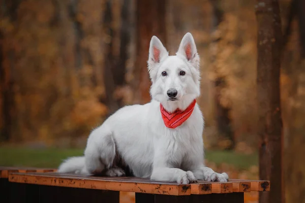 Открытый Портрет Белой Швейцарской Овчарки Собака Красочных Листьях Природы Клен — стоковое фото