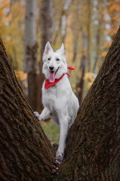 白いスイスの羊飼い犬の屋外の肖像画 自然の中でカラフルな葉の犬 メイプルの葉 散歩中のペット — ストック写真