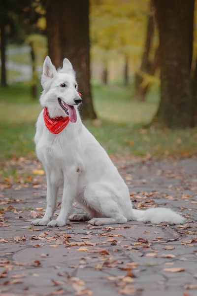 Білий Швейцарський Вівчарський Собака Вулиці Пес Барвистому Листі Природи Кленове — стокове фото